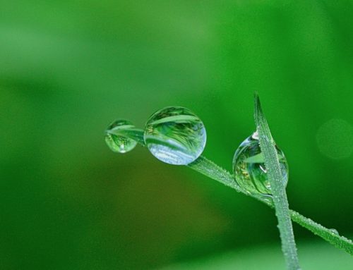 Ingredienti attivi di origine vegetale: Groupe Berkem acquisisce Laboratoires Eriger