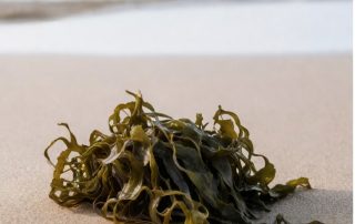 beiersdorf oasi marina