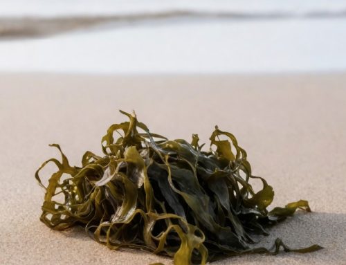 Beiersdorf: al via il terzo progetto di ‘Oasi Marina’ a Ischia per il recupero della posidonia oceanica