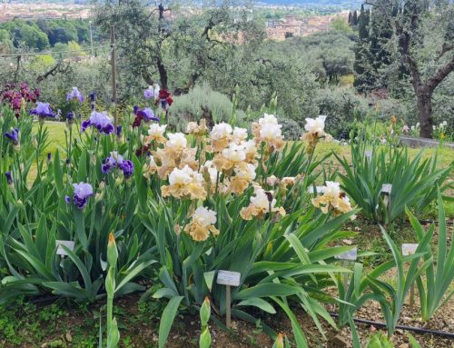 Al Giardino dell’Iris di Firenze la mostra multisensoriale ‘IRIS – Alla Radice della Bellezza’