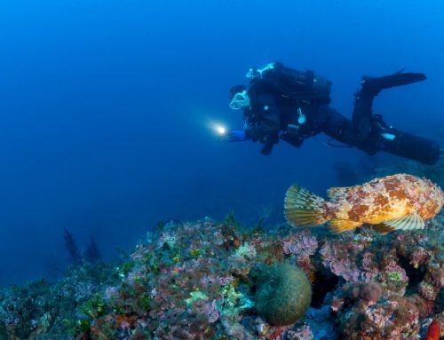 BioNike sostiene la tutela degli ecosistemi marini con il progetto ‘Sea For Tomorrow’