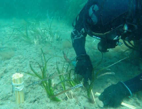 Nivea Oasi Marina, completato a Ischia il primo intervento di restauro della Posidonia